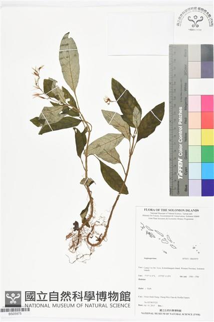 登錄號:BS05975藏品圖，第1張