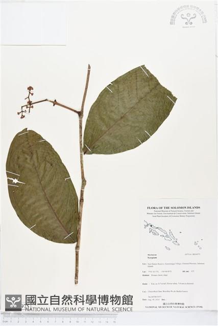 登錄號:BS04975藏品圖，第1張