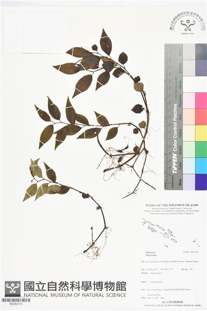 登錄號:BS06375藏品圖，第1張