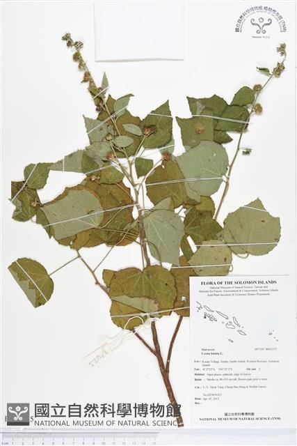 野棉花藏品圖，第1張