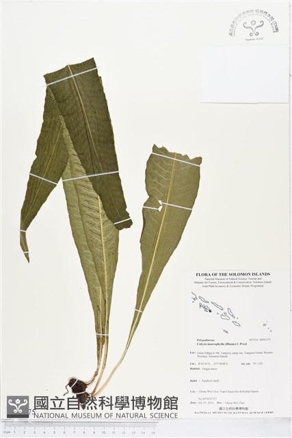 登錄號:BP01375藏品圖，第1張