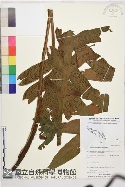 翅柄三叉蕨藏品圖，第1張