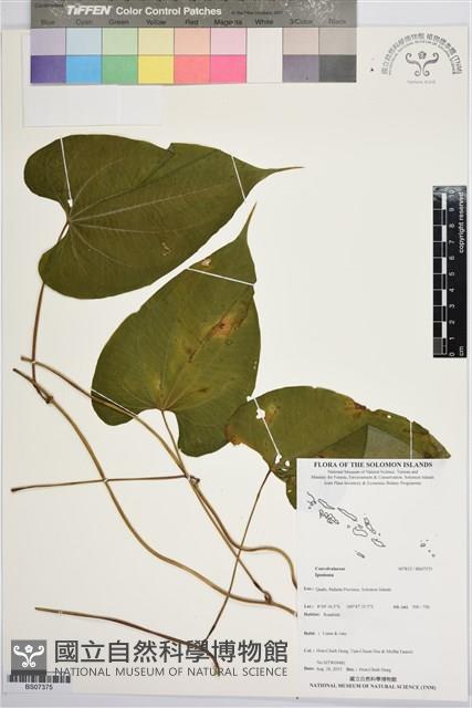 登錄號:BS07375藏品圖，第1張