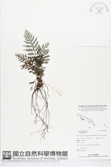 登錄號:BP00855藏品圖，第1張