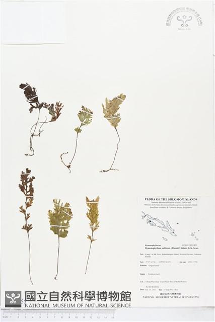 登錄號:BP01855藏品圖，第1張