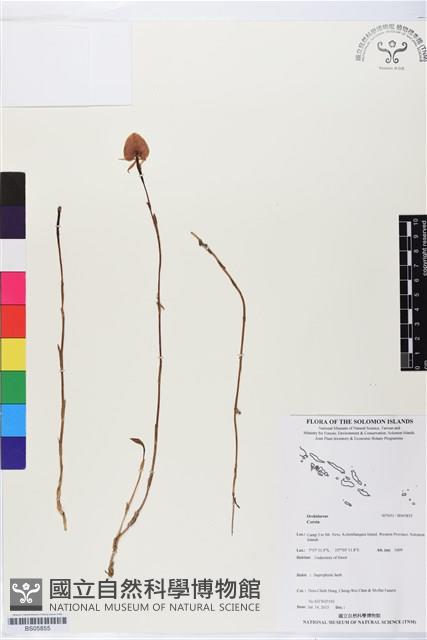 登錄號:BS05855藏品圖，第1張