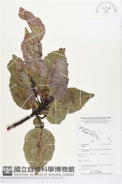 登錄號:BS03855藏品圖，第1張