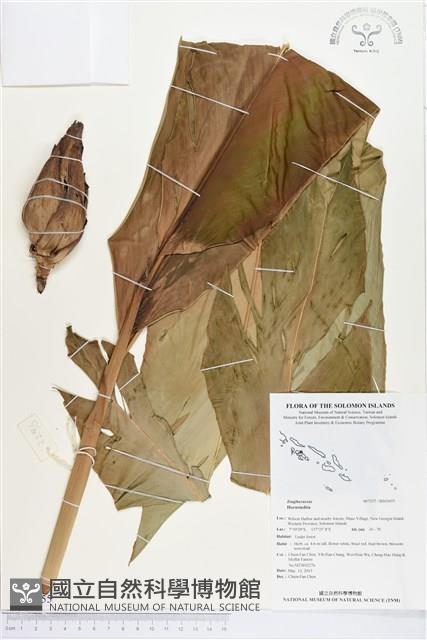 登錄號:BS03055藏品圖，第1張