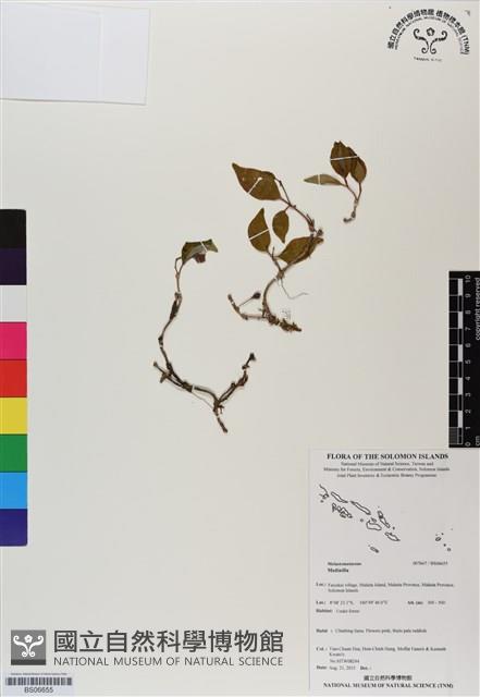 登錄號:BS06655藏品圖，第1張