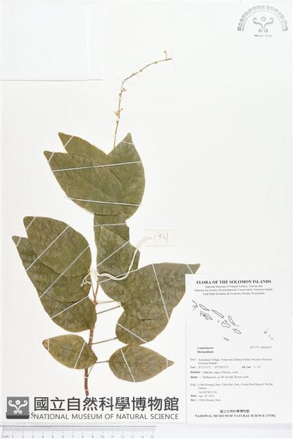 登錄號:BS02655藏品圖，第1張