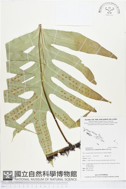 海岸擬茀蕨、海岸星蕨藏品圖，第1張