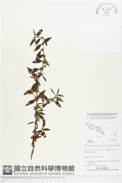 登錄號:BS04655藏品圖，第1張