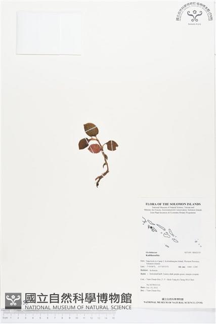 登錄號:BS02155藏品圖，第1張