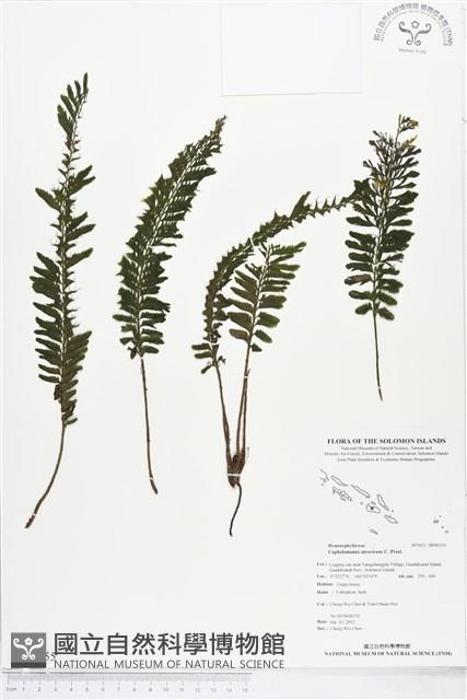 Accession Number:BP00155 Collection Image