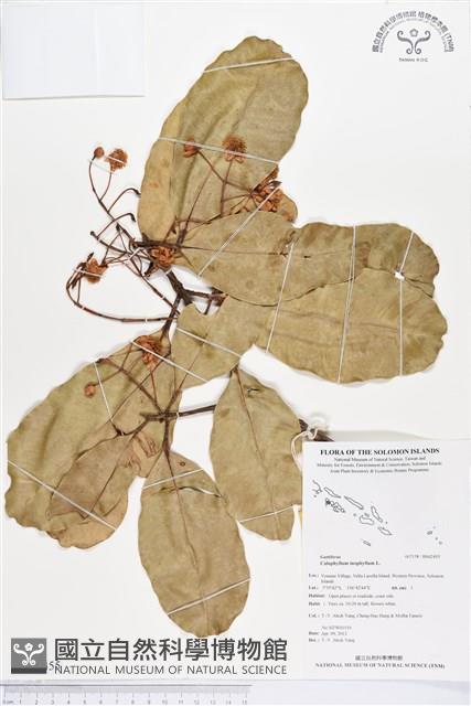 瓊崖海棠、胡桐藏品圖，第1張