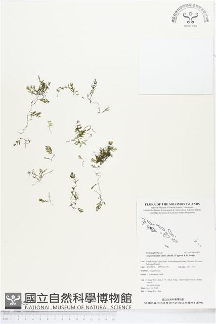 柯氏假脈蕨、假脈蕨藏品圖，第1張