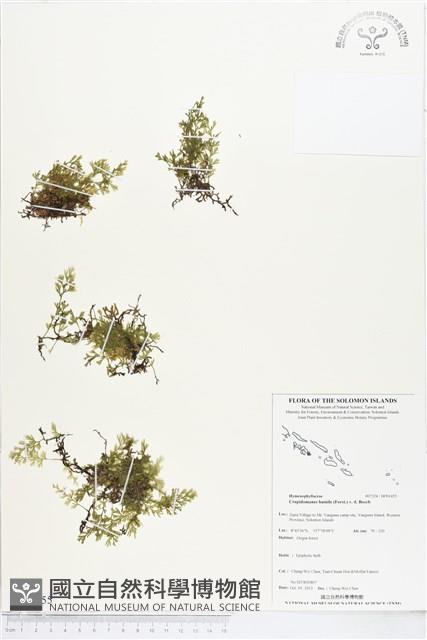 厚邊蕨藏品圖，第1張