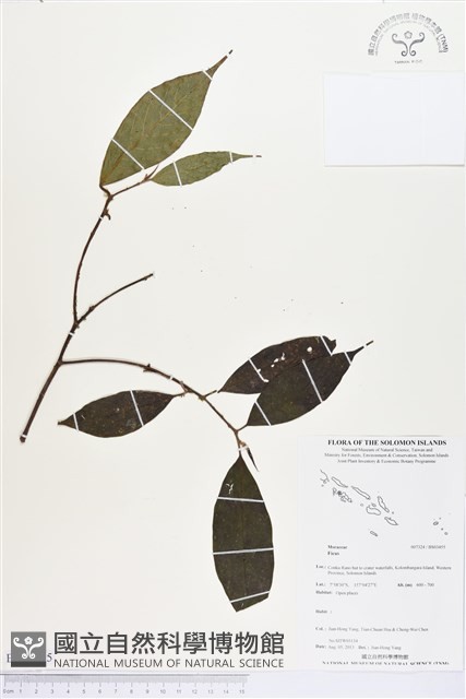 登錄號:BS03455藏品圖，第1張