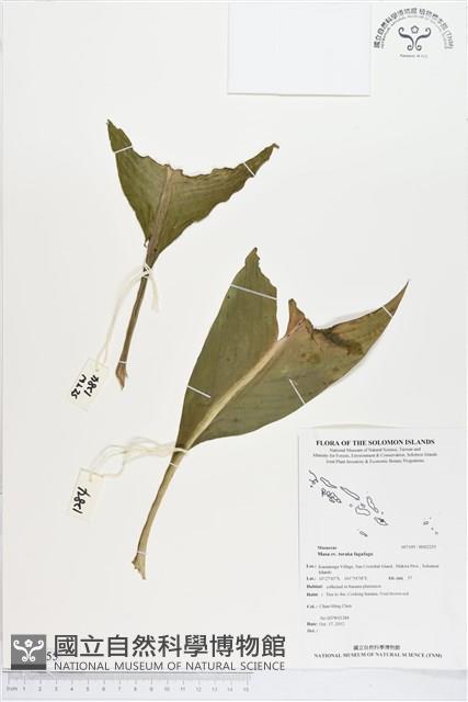 登錄號:BS02255藏品圖，第1張