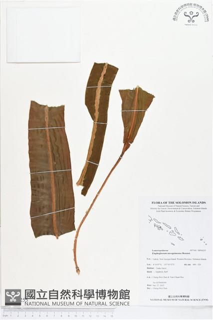 登錄號:BP00255藏品圖，第1張