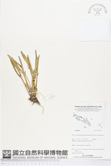 登錄號:BS05255藏品圖，第1張