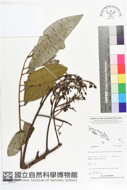 登錄號:BS07255藏品圖，第1張