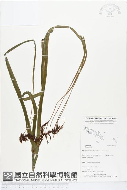 登錄號:BP01755藏品圖，第1張