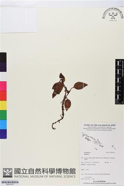登錄號:BS05755藏品圖，第1張