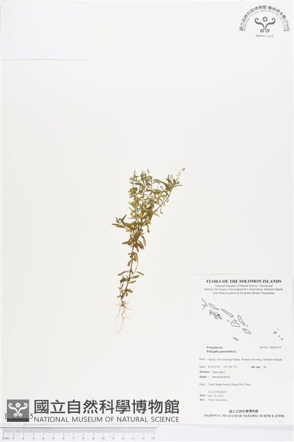 圓錐花遠志藏品圖，第1張