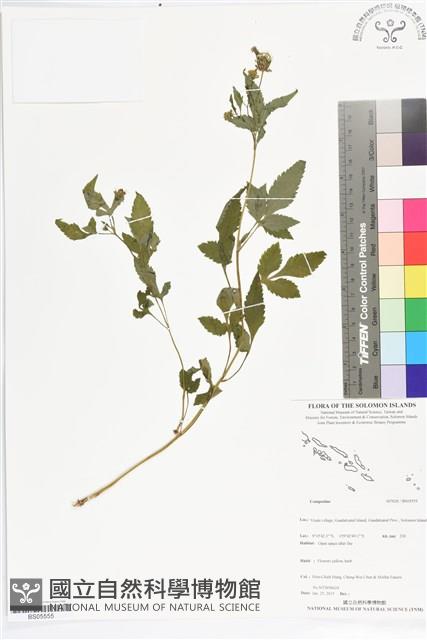 登錄號:BS05555藏品圖，第1張