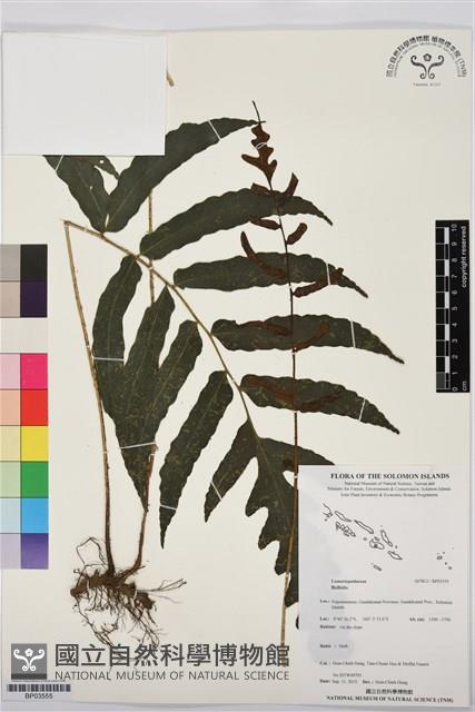 登錄號:BP03555藏品圖，第1張