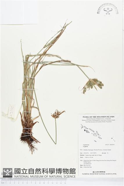 登錄號:BS02955藏品圖，第1張