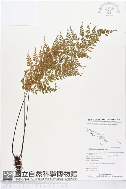 大羽鐵角蕨藏品圖，第1張