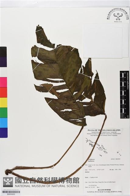 登錄號:BS05955藏品圖，第1張