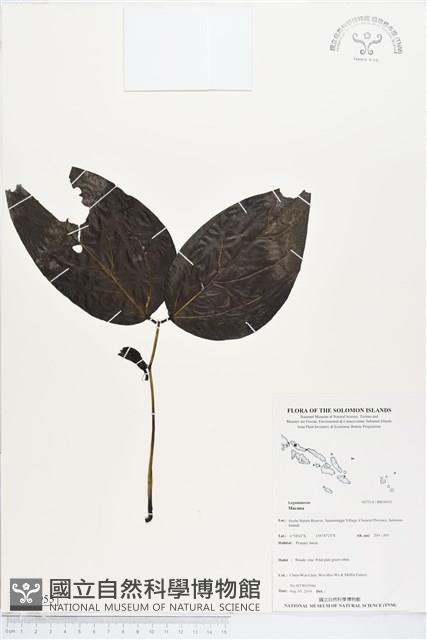 登錄號:BS04955藏品圖，第1張