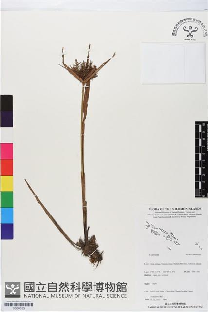 登錄號:BS06355藏品圖，第1張