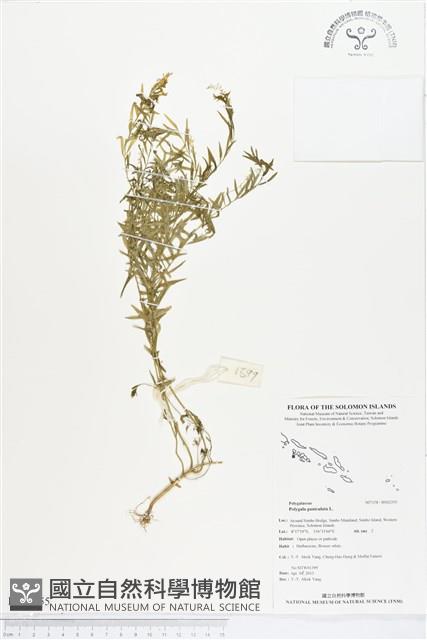 圓錐花遠志藏品圖，第1張