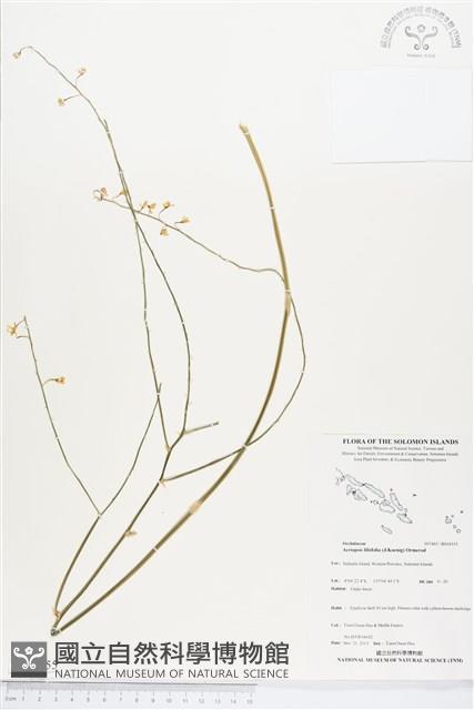 登錄號:BS04355藏品圖，第1張