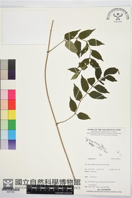 登錄號:BS07355藏品圖，第1張