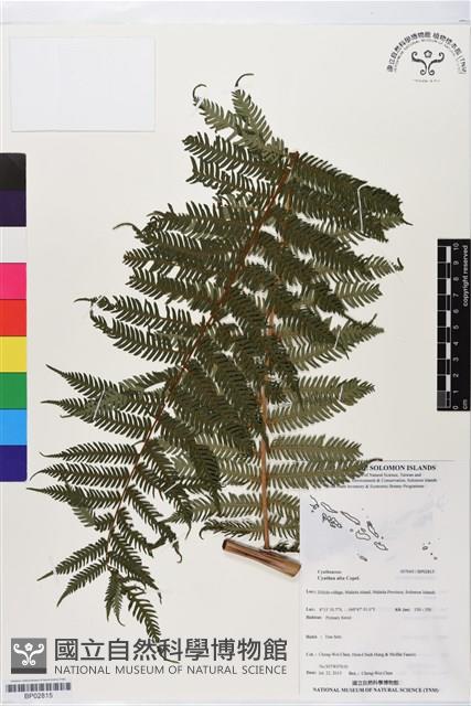 登錄號:BP02815藏品圖，第1張