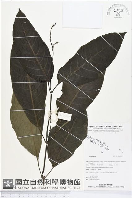 登錄號:BS02815藏品圖，第1張