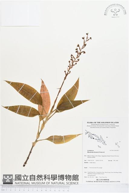 登錄號:BS03815藏品圖，第1張