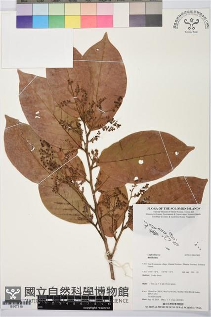 登錄號:BS07815藏品圖，第1張