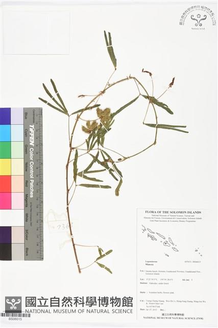 登錄號:BS06015藏品圖，第1張