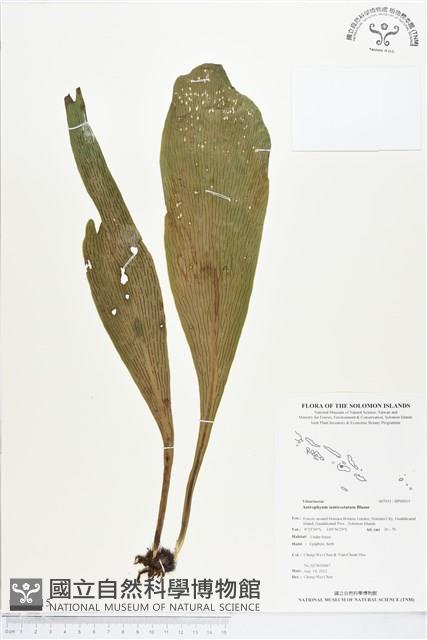 登錄號:BP00015藏品圖，第1張