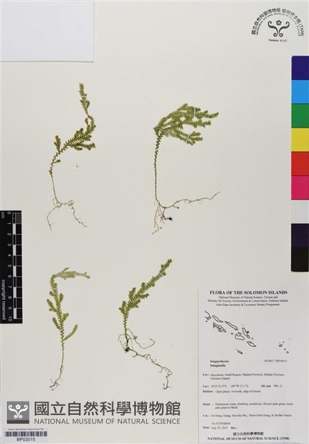 登錄號:BP03015藏品圖，第1張