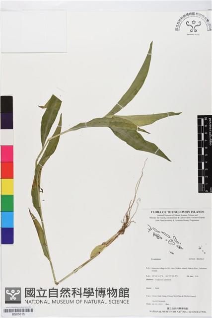 登錄號:BS05615藏品圖，第1張