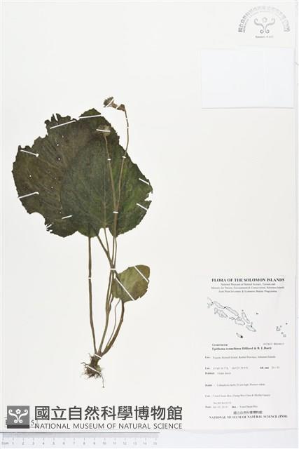 登錄號:BS04615藏品圖，第1張