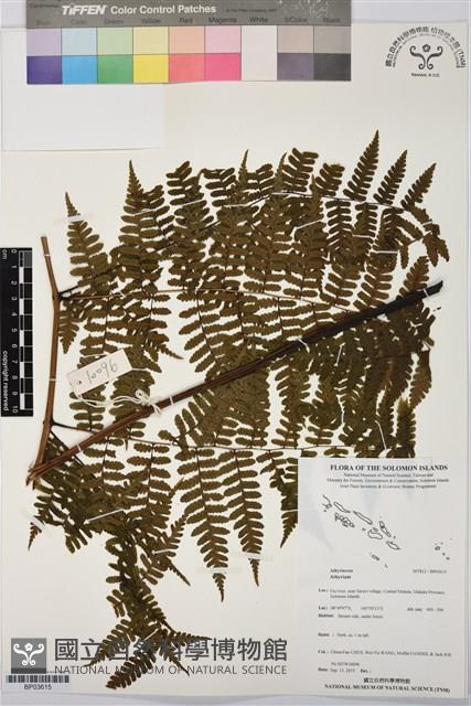 登錄號:BP03615藏品圖，第1張