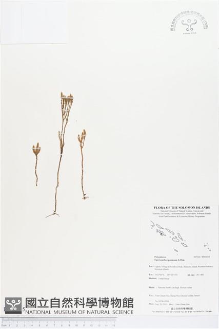 登錄號:BS03615藏品圖，第1張